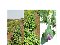 Cut deshi vangi white flesh