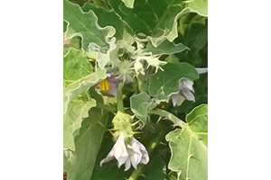 Deshi brinjal flower