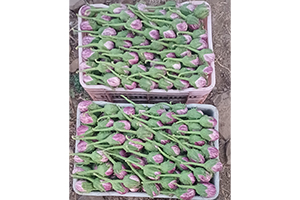 Home garden deshi vangi